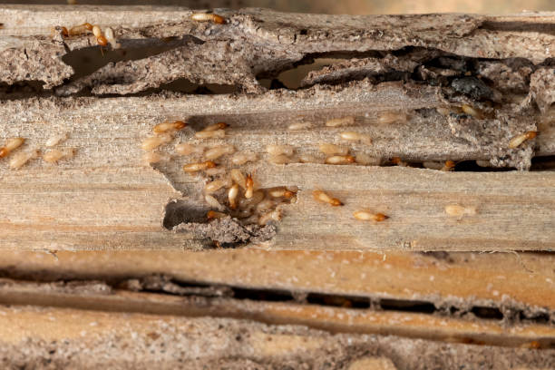 Best Residential Pest Control  in Kenhorst, PA